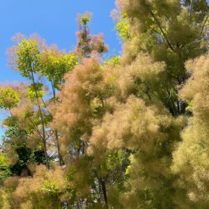 Photo of a green smoke bush plant, blooming with fluffy, smoke-like flower clusters