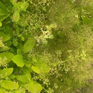 Closeup photo of a green smoke bush plant, blooming with fluffy, smoke-like flower clusters