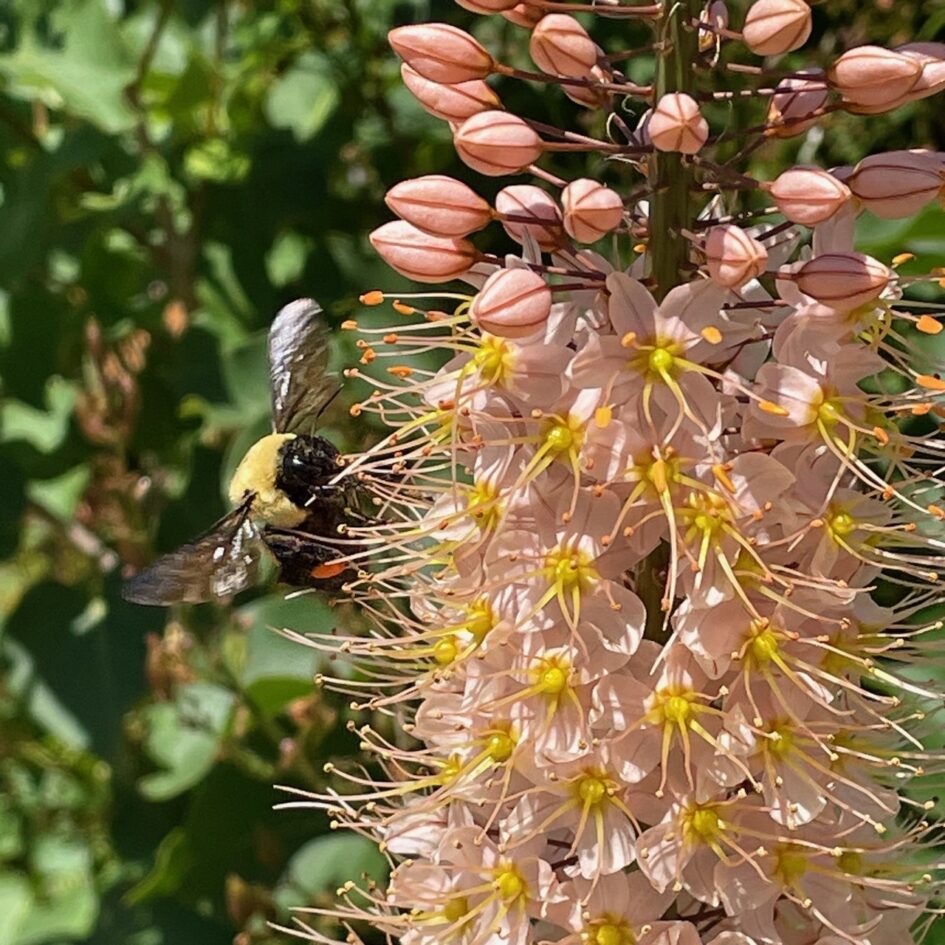 Photo of a flowering column made up of peach blooms with yellow centers, being visited by a fat bumblebee
