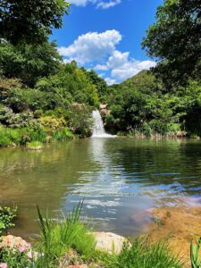 Photo of a serene water garden, with lush greenery surrounding a short waterfall and a blue sky