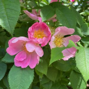 Photo of 3 bright pink peonies, surrounded by green serrated leaves