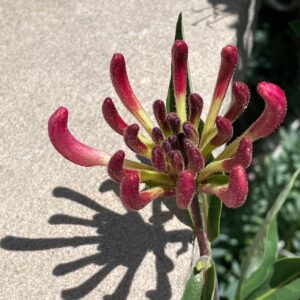 Photo of a red bloom with finger-like growths, casting a shadow on the sidewalk