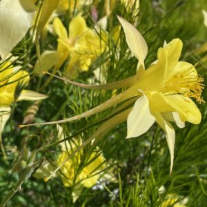 Photo of yellow Columbine flowers