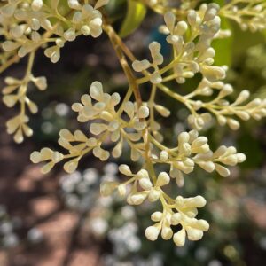 Photo of white buds