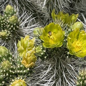Photo of a 'snow leopard' cholla, covered with white spines and blooming with yellow flowers visited by a bee