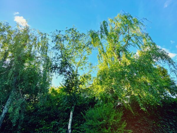 Photo of green leafing birch trees against a blue sky